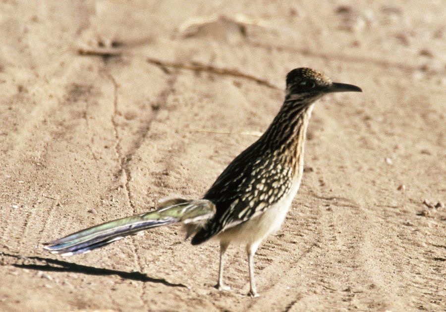ROADRUNNER.  GREATER.jpg