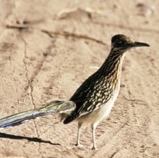 ROADRUNNER.  GREATER.jpg