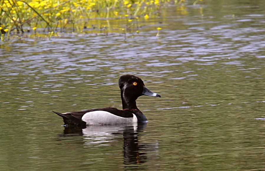 DUCK..            RING NECKED.jpg