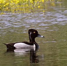 DUCK..            RING NECKED.jpg