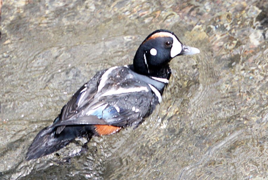 DUCK...    HARLEQUIN   male.jpg