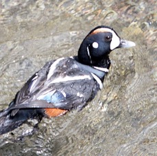 DUCK...    HARLEQUIN   male.jpg