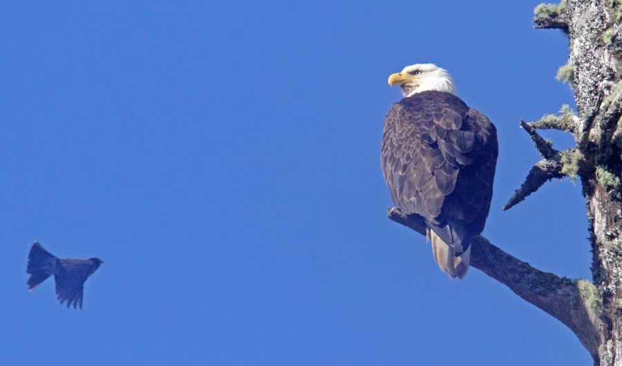 EAGLE..           BALD  watching American Robin.jpg