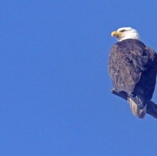EAGLE..           BALD  watching American Robin.jpg