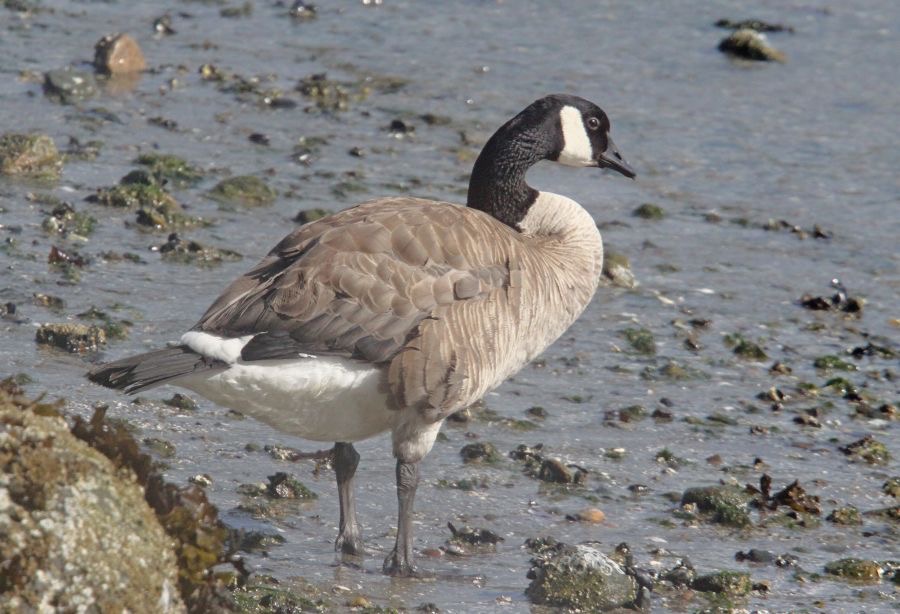 GOOSE..  CANADA.jpg