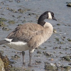 GOOSE..  CANADA.jpg