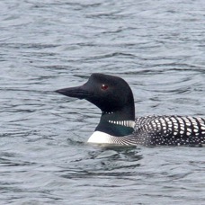 LOON.   COMMON.jpg