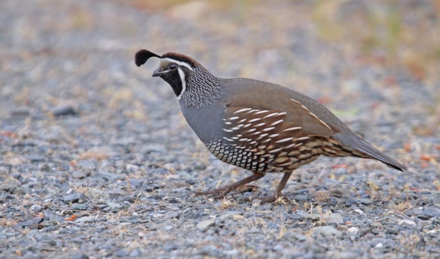QUAIL.   CALIFORNIA.jpg