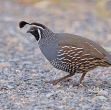 QUAIL.   CALIFORNIA.jpg