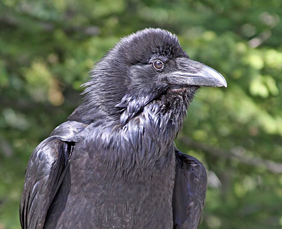 RAVEN..    COMMON.jpg
