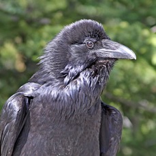 RAVEN..    COMMON.jpg