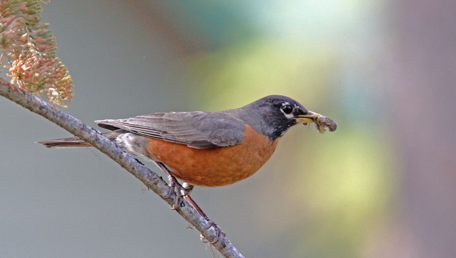 ROBIN. AMERICAN.jpg