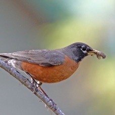 ROBIN. AMERICAN.jpg