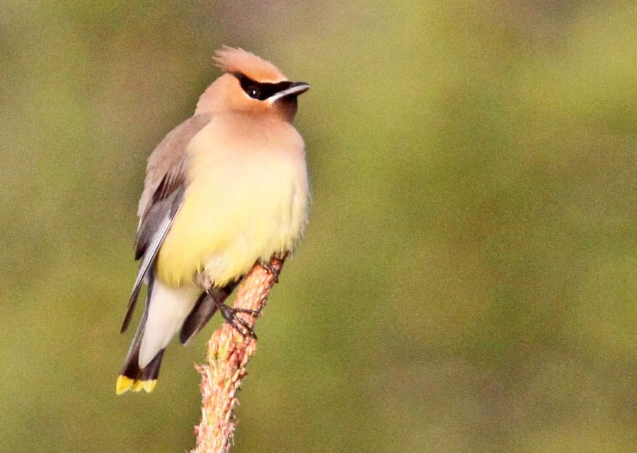 WAXWING..   CEDAR.jpg