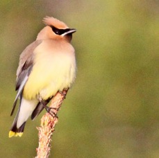 WAXWING..   CEDAR.jpg