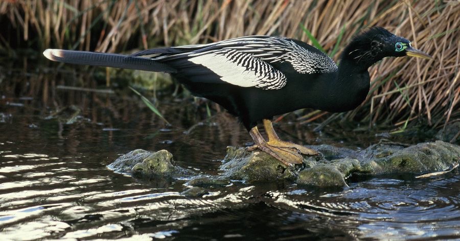 ANHINGA   male breeding plumage.  2001.   Everglades..jpg