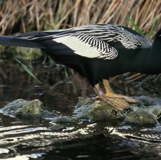 ANHINGA   male breeding plumage.  2001.   Everglades..jpg