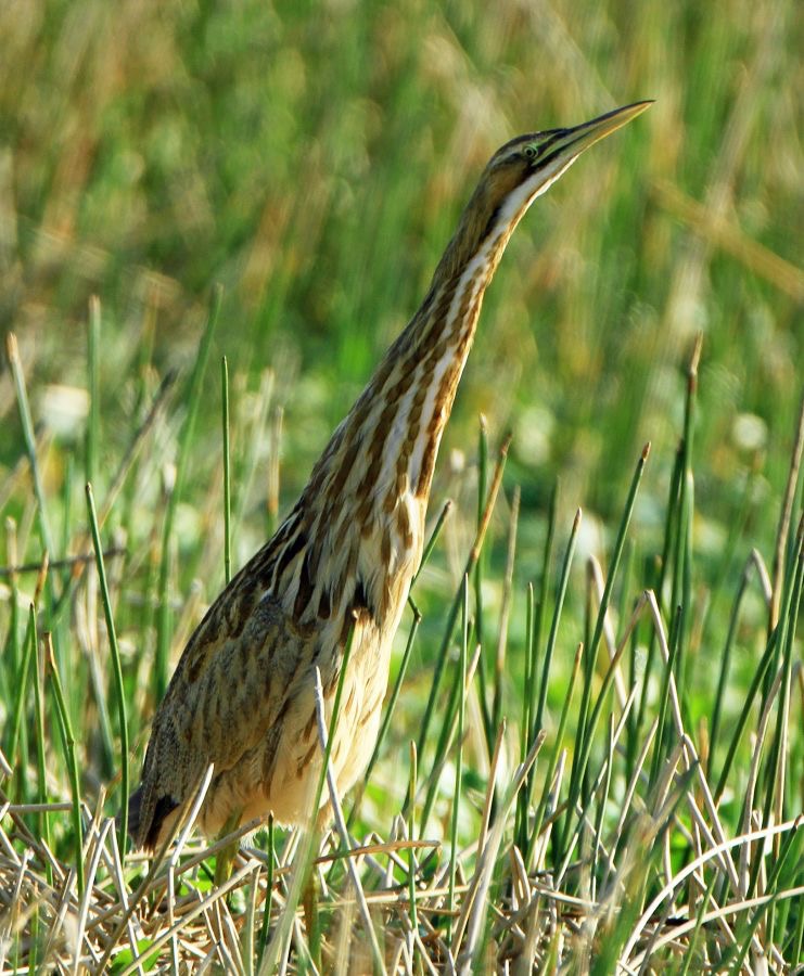 BITTERN    AMERICAN. 2014 Viera Wetlands.JPG