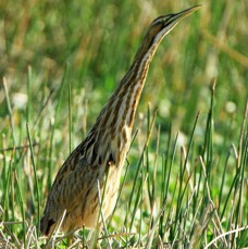 BITTERN    AMERICAN. 2014 Viera Wetlands.JPG