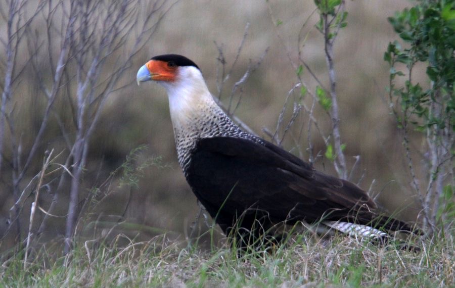 CARACARA CRESTED 2009 Lake Kissimee area.JPG