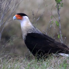 CARACARA CRESTED 2009 Lake Kissimee area.JPG