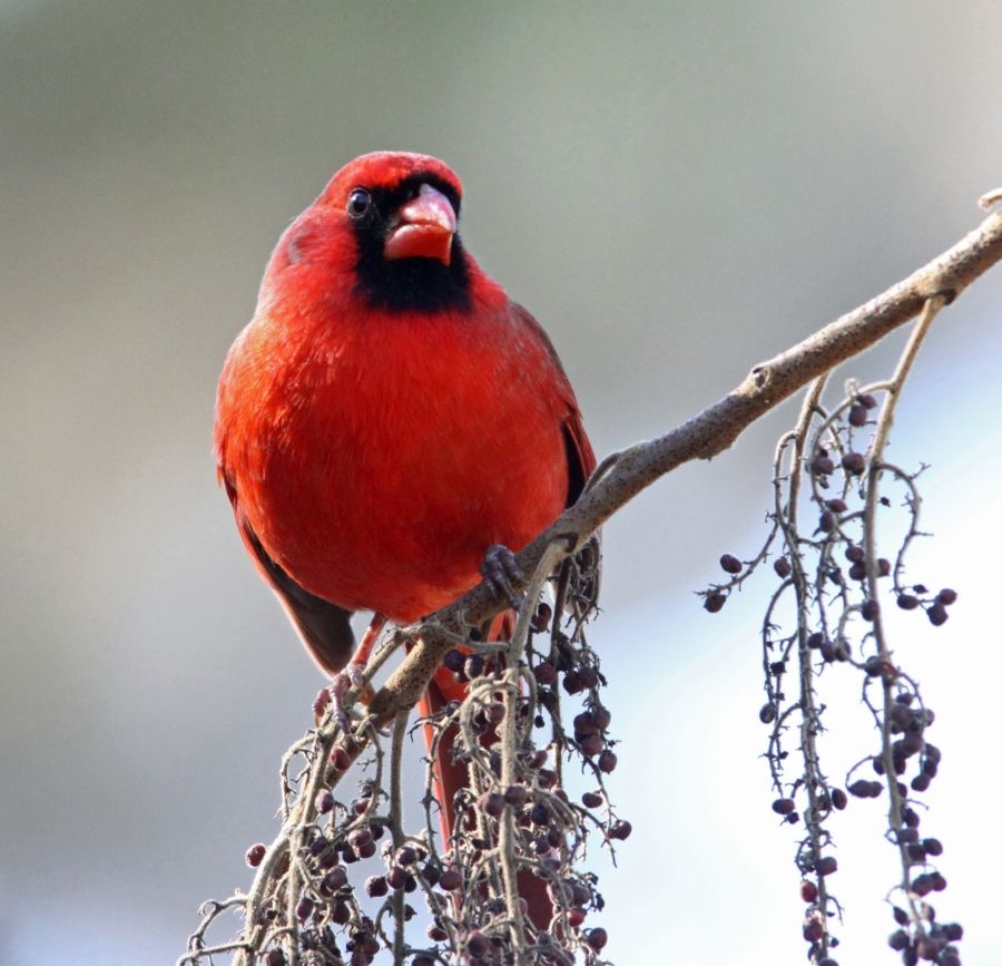 CARDINAL.  NORTHERN    2009.JPG