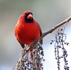 CARDINAL.  NORTHERN    2009.JPG