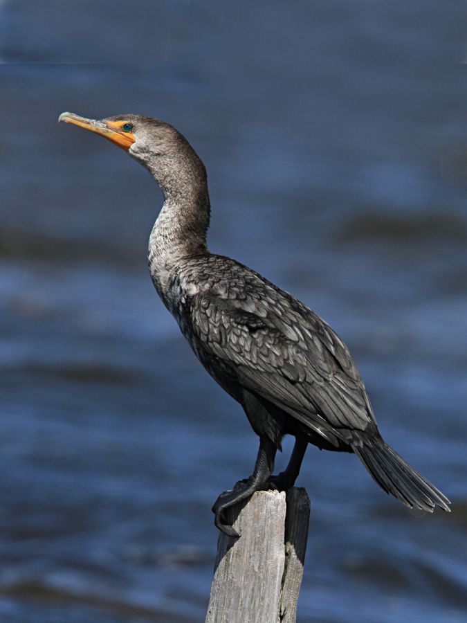 CORMORANT DOUBLE CRESTED  2013.jpg