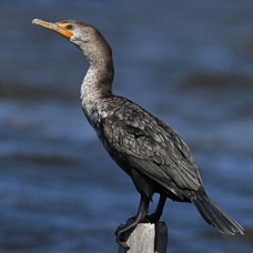 CORMORANT DOUBLE CRESTED  2013.jpg
