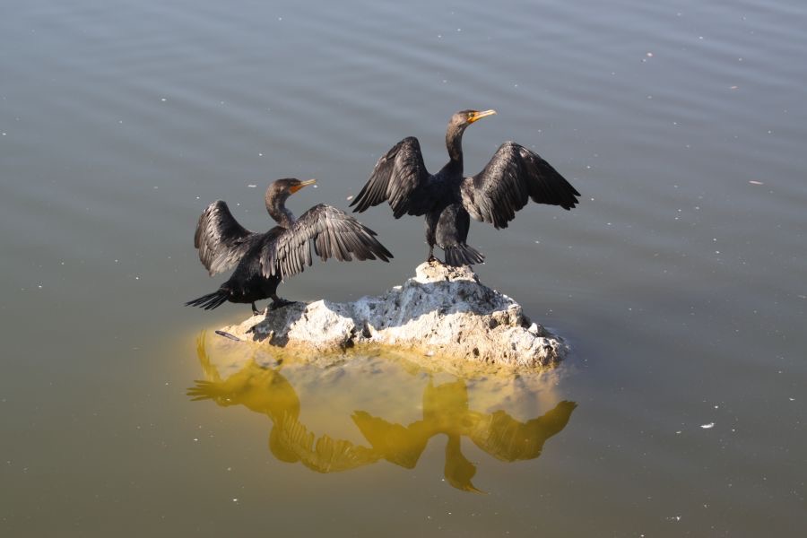 CORMORANTS DOUBLE CRESTED    2009..JPG
