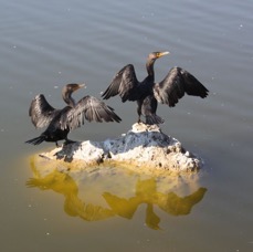 CORMORANTS DOUBLE CRESTED    2009..JPG