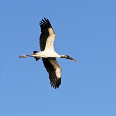 CRANE.  WHOOPING   2014.JPG