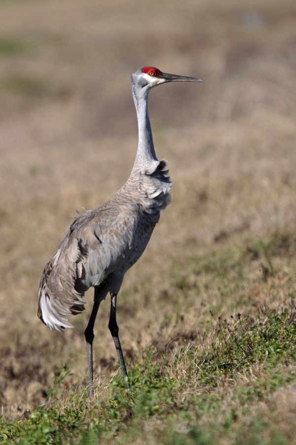 CRANE. SANDHILL   2009.JPG