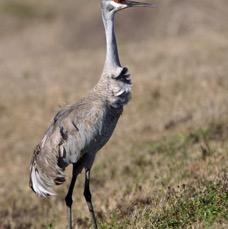 CRANE. SANDHILL   2009.JPG