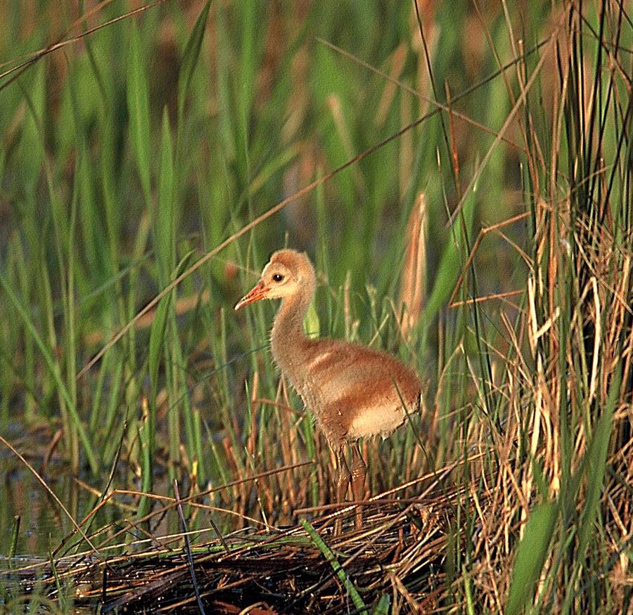 CRANE. SANDHILL  Chick. 2001.      Titusville..jpg