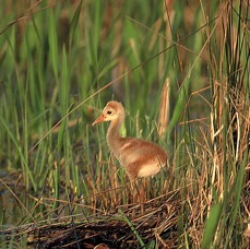 CRANE. SANDHILL  Chick. 2001.      Titusville..jpg