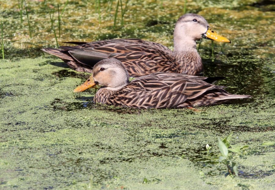 DUCKS   MOTTLED   pair   2009.JPG