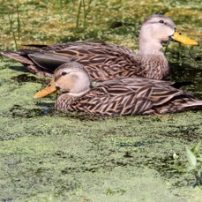 DUCKS   MOTTLED   pair   2009.JPG