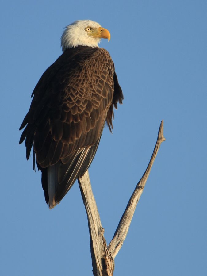 EAGLE.  BALD   2013  Viera Wetlands.jpg