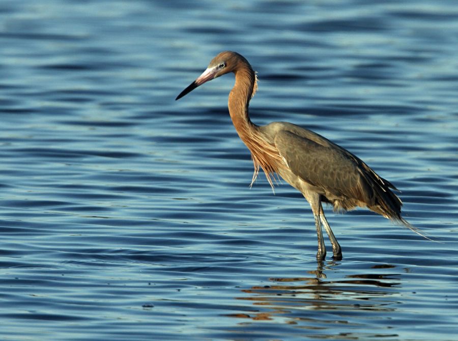 EGRET.  REDDISH   Dark Morph     2013.jpg