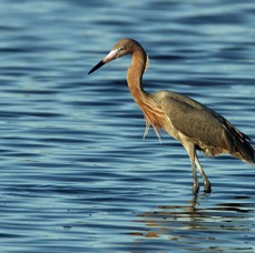 EGRET.  REDDISH   Dark Morph     2013.jpg