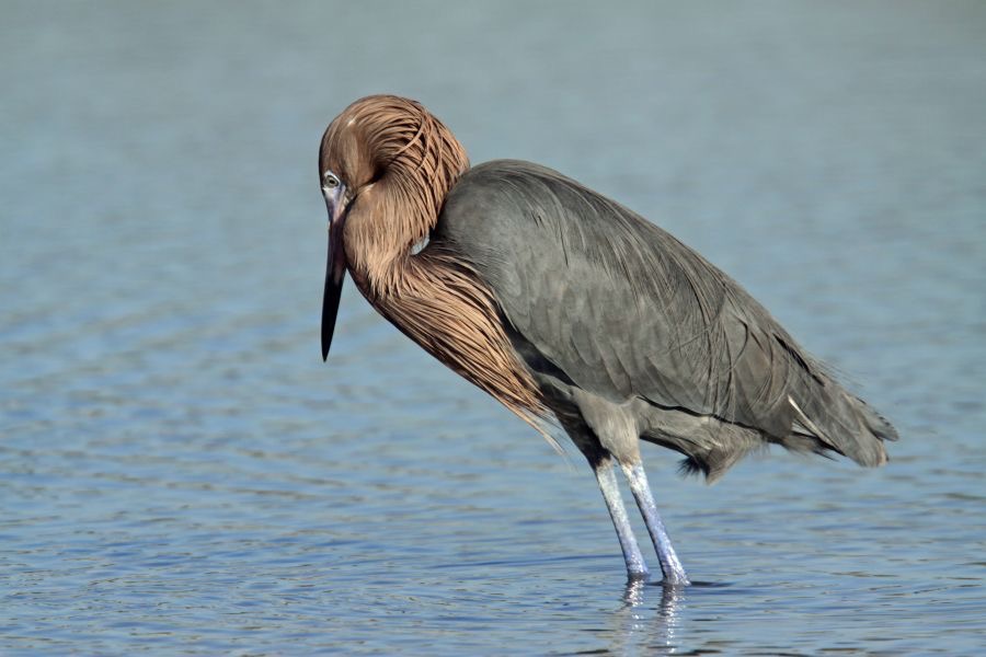 EGRET.  REDDISH  Dark  Morph  2009.JPG