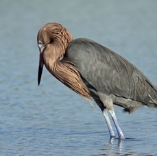EGRET.  REDDISH  Dark  Morph  2009.JPG