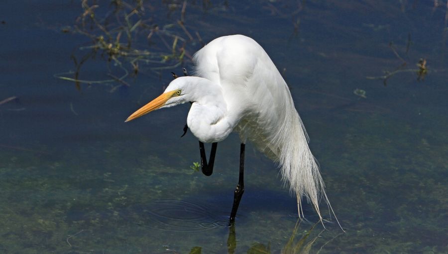 EGRET..   GREAT  2014    Viera Wetlands.JPG