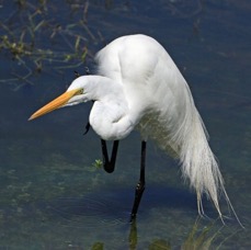 EGRET..   GREAT  2014    Viera Wetlands.JPG