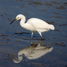 EGRET...    SNOWY   2009.JPG