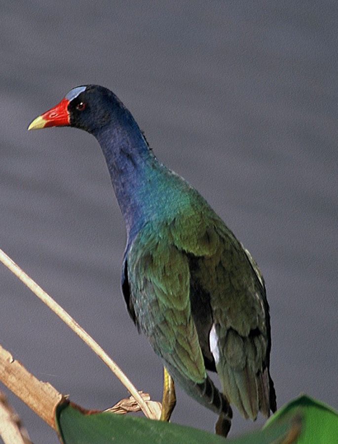 GALLINULE PURPLE .Wakodahatchee..jpg