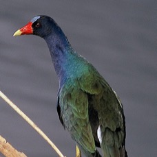 GALLINULE PURPLE .Wakodahatchee..jpg