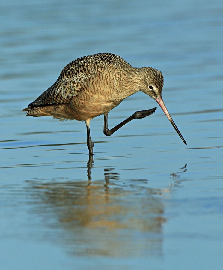 GODWIT.  MARBLED    2013 Fort de Soto.jpg