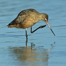 GODWIT.  MARBLED    2013 Fort de Soto.jpg